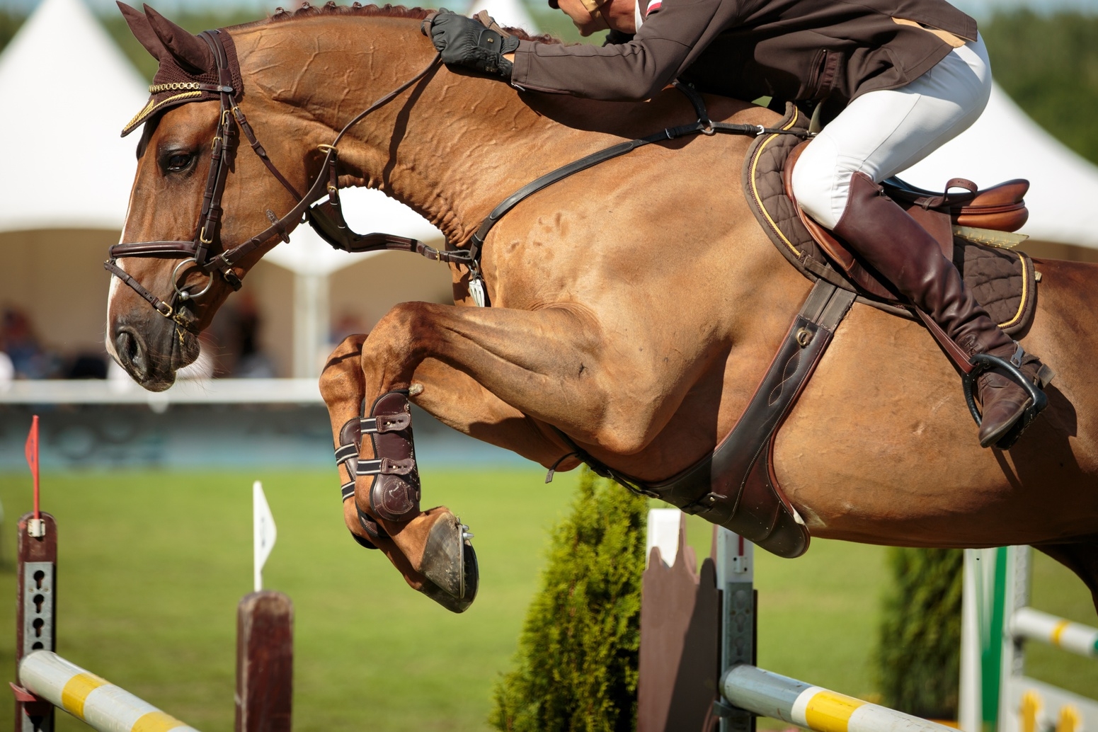 L'alimentation du cheval en période de concours