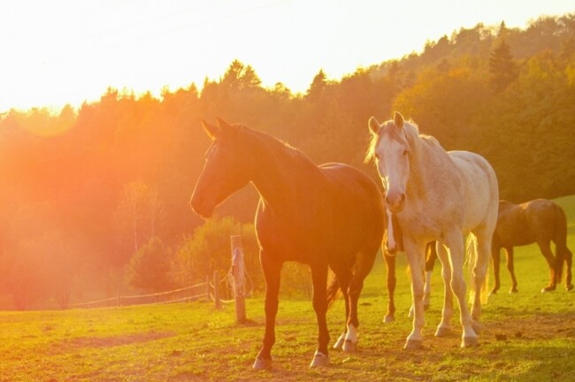 ALIMENTATION DU VIEUX CHEVAL